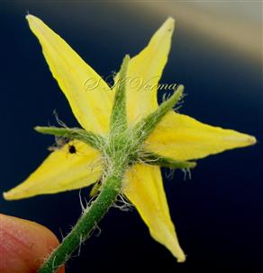  Flower- See calyx on lower side